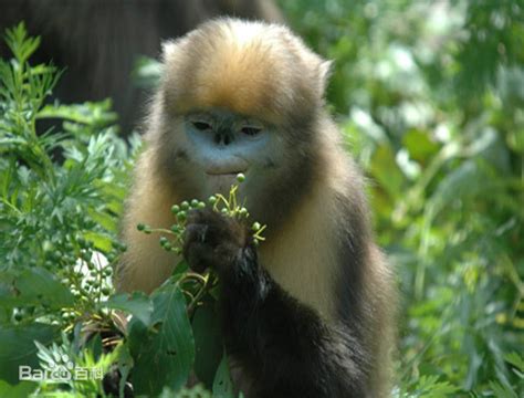 黔金丝猴的分布范围和种群现状 _www.isenlin.cn