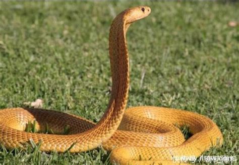 【黄金眼镜蛇】黄金眼镜蛇资料图片、品种简介_蛇品种大全_毒蛇网