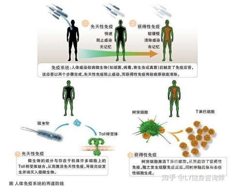 免疫规划疫苗+非免疫规划疫苗（图表） - 疫苗品种 - 广西壮族自治区疾病预防控制中心