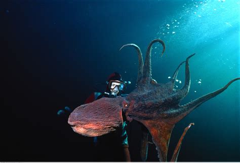 巨型章鱼-2：巨型章鱼从缝隙里钻出来，不到一分钟，就被抓住了_腾讯视频