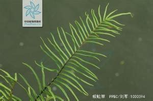 蜈蚣草怎么种，附繁殖方法 蜈蚣草怎样种_中国历史网