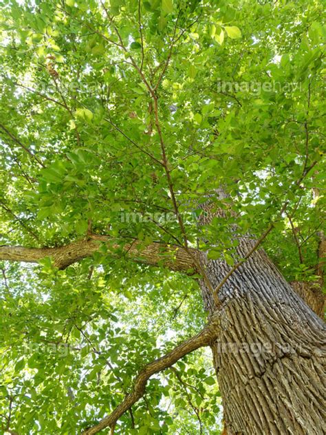 【見上げた木】の画像素材(31503667) | 写真素材ならイメージナビ