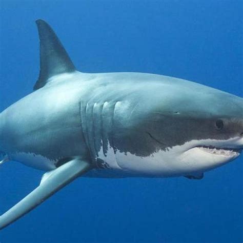 鲨鱼科普：你了解鲨鱼的种类吗？来看看这种大鲨鱼你一定是没听说过