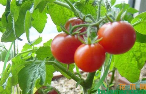西红柿种植方法_360新知
