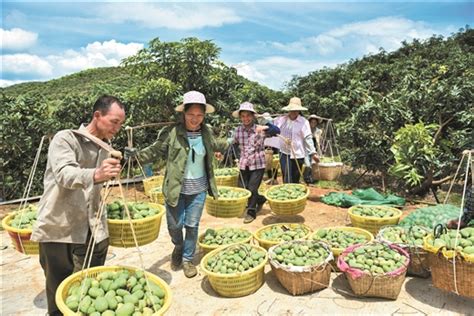 田东县：用芒果产业稳住农民收入 - 广西县域经济网