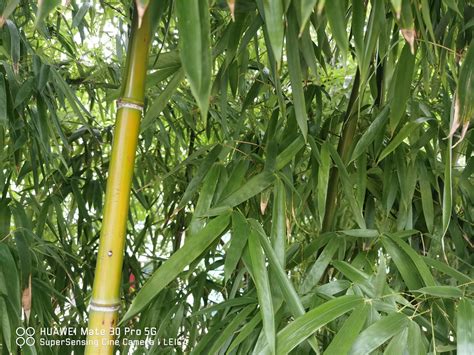 花市卖的这种弯曲的竹子是啥？原来要这么养，叶子才能不发黄！