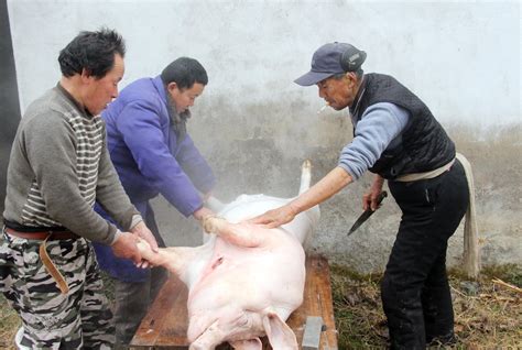 实拍农村过年杀猪过程：杀猪匠练就一招捆猪本领