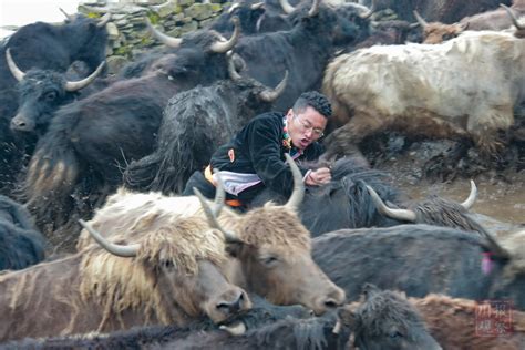 龙腾狮舞！雅安宝兴硗碛藏乡群众欢庆上九节_四川在线