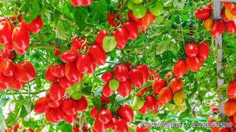 关于番茄的种植方法 ，你需要知道的几个小技巧，你有了解过吗 | 说明书网