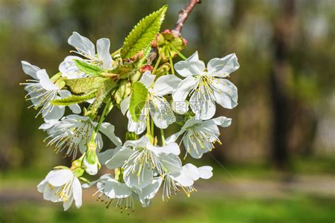 樱桃树果园的花在春日开花高清图片下载-正版图片505008393-摄图网