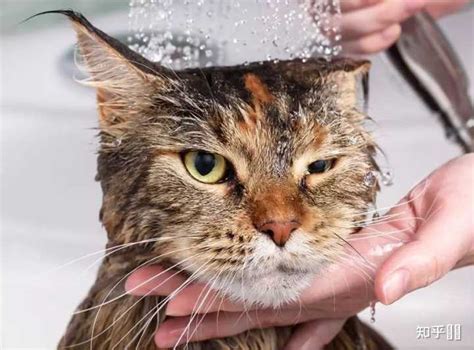 给猫洗澡有必要吗？宠物专家：强迫猫洗澡，猫咪会有生命危险|猫咪|猫|宠物_新浪新闻