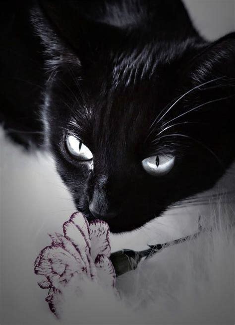 一只小黑猫摄影图高清摄影大图-千库网
