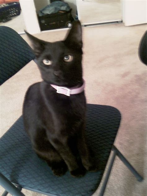 黑猫名字可爱洋气-黑猫名字可爱洋气100个(猫咪取名100个：可爱洋气的黑猫名字)-酷派宠物网