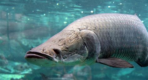 世界最大的十种淡水鱼排名 第三重600公斤,第六无水活24小时_探秘志