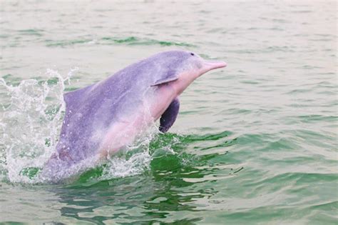钦州的白海豚 l 北部湾白海豚的空间分布现状-04_研究_调查_海域