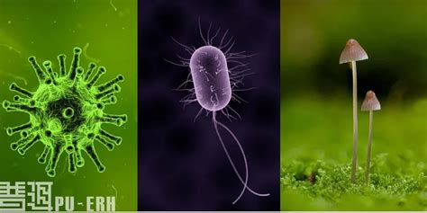 微生物组学的过去、现在和未来