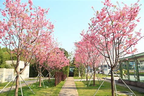 “红粉佳人”盛放 鄞州区文化广场再添新景