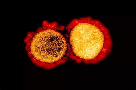 奥密克戎“第二代变种”出现，国内专家：病毒特性尚不确定，或可导致新一波疫情