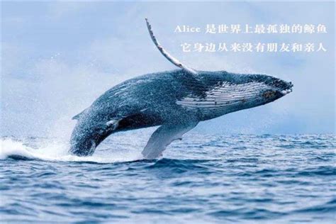 世上最孤独的鲸鱼，只因独特的52赫兹，永远无法和同伴交流