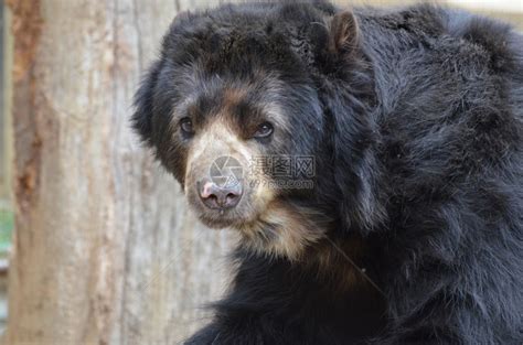 动物狂野美国黑熊的丽面容国人自然高清图片下载-正版图片307512562-摄图网