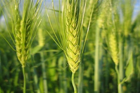 穗形大的属小麦中的什么品种？