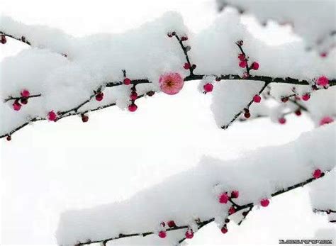 描写雪的古诗句 关于雪的诗句 有关雪的诗句