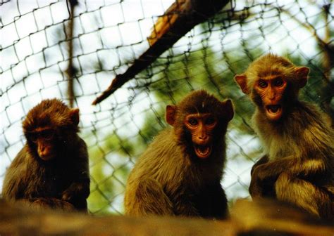 1968年属猴人是什么命缺什么 68年属猴男一生的运程