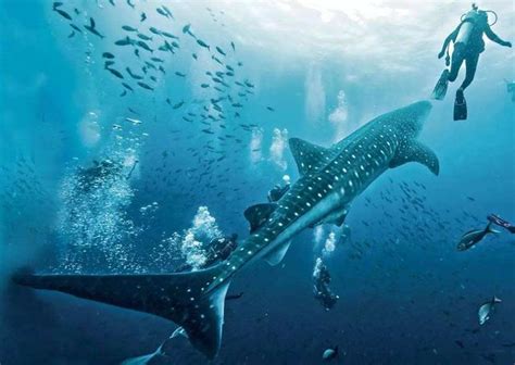鲸鲨: 地球上最温顺的鲨鱼, 唯一的天敌是人类, 吃浮游生物和小鱼