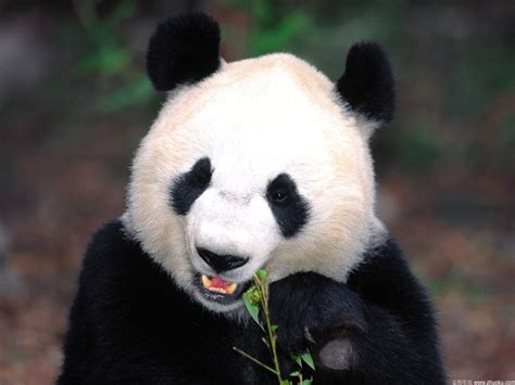 2020成都大熊猫繁育研究基地免费开放日时间 怎么预约_旅泊网
