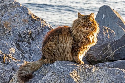 生命科学学院罗述金课题组揭示青藏高原特有类群荒漠猫的演化分类地位以及中国家猫的驯化遗传起源 - 生物通