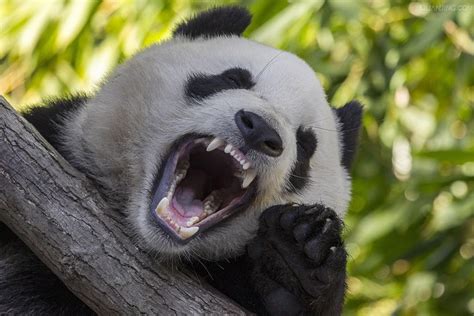大熊猫起源于欧洲？匈牙利发现千万年前熊猫化石，真是熊猫祖先吗