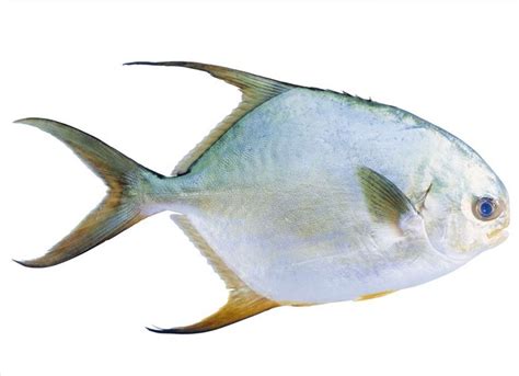 鲳鱼的做法,鲳鱼的外形特征,鲳鱼的营养价值,鲳鱼常见品种_齐家网