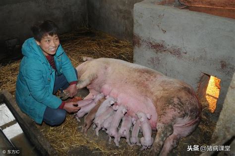 养猪场母猪乳房炎防治及措施