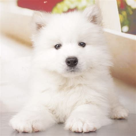 萨摩耶犬价格-图片-萨摩耶犬多少钱一只-萨摩耶犬好养吗 - 波波宠物领养网