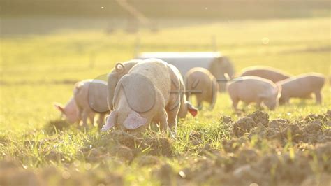 国常会“出招”稳定生猪生产 专家预测四季度猪价会上升_凤凰网