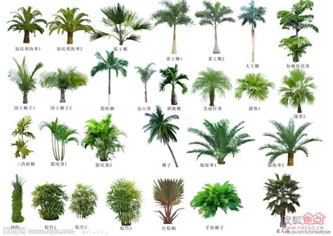 树木的种类,1200树木名称大全,树木种类图片及名称(第2页)_大山谷图库