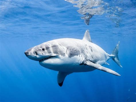 Der Weisse Hai beisst häufiger zu | Der Bund