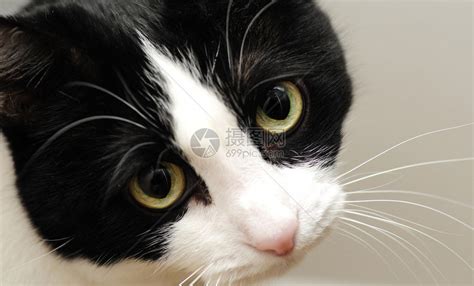 黑白小猫绿眼睛暖色调图片高清图片下载-正版图片507354374-摄图网