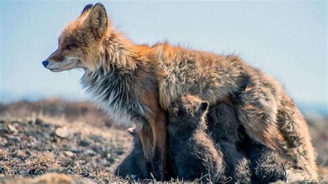 俄罗斯工程师拍摄野生狐狸温馨“家庭照” | 北晚新视觉