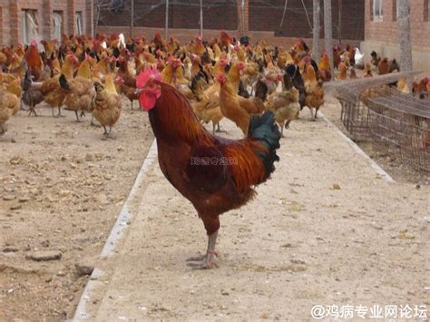 【鸡病图谱】新城疫 - 鸡病图片资料区 - 鸡病专业网论坛
