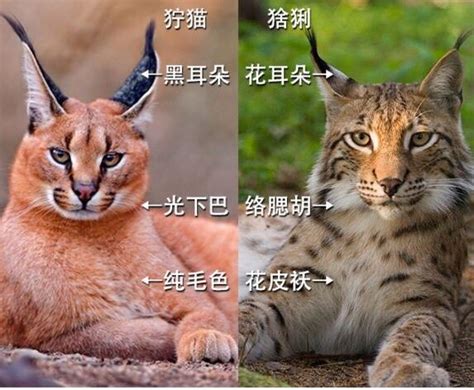 世界上10种极度凶残的猫，猞猁竟屈居第二，黑足猫能干掉长颈鹿？ - 知乎