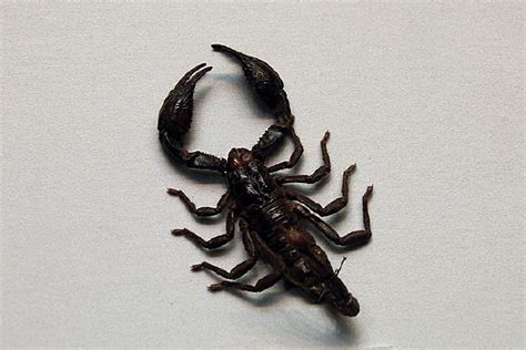【蝎子的功效与作用】蝎子吃公的还是母的好，蝎子是不是个子越大就药用价值越高？_蝎子养殖网