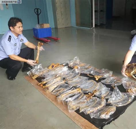 男子抓155只壁虎后自己被抓了 什么是“三有”野生动物_新闻频道_中华网