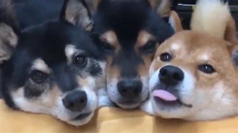 请欣赏地狱三头犬之柴犬版：就爱挤在一起的3兄弟_手机新浪网