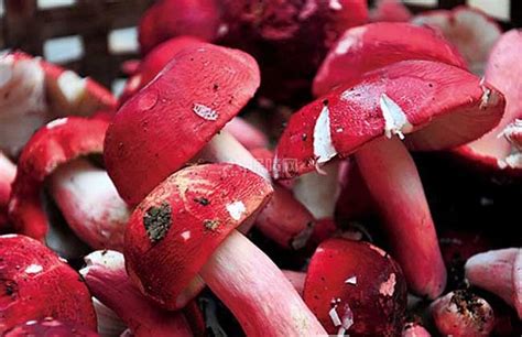生活小常识：红菇的营养价值 红菇的食疗作用 - 装修保障网