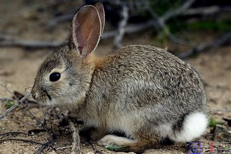 侏儒海棠兔，别名侏儒熊猫兔，有着迷人的“眼线”