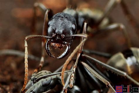 如何区分蚂蚁和白蚁？ - 知乎