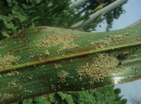 蚜虫对蔬菜作物危害很大，我们不但要防治，还要了解清楚它 - 知乎