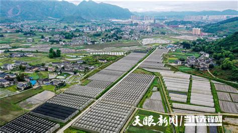 绥阳：“三长三短”绿色产业工程示范引领带活乡村振兴_金银花