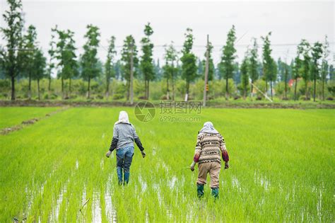 在水稻田耕种的农民高清图片下载-正版图片501755055-摄图网